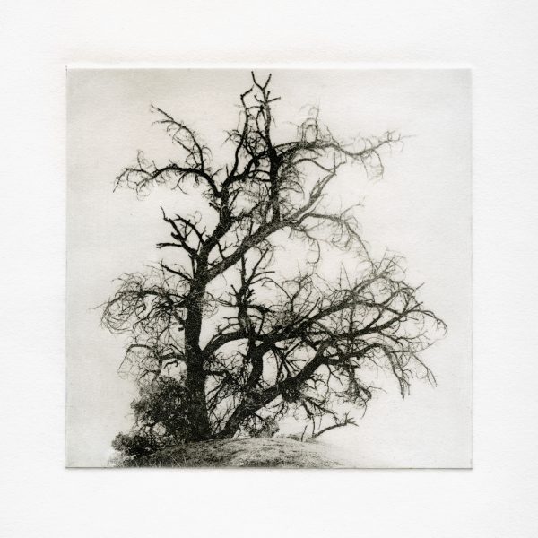 Legacy: Polymer Photogravure Etching by Alex Kay